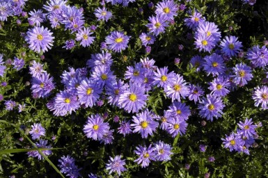 Buschige aster Aster dumosus 'Professor Anton Kippenberg' 5-10 Topf P9 Aster dumosus 'Professor Anton Kippenberg'