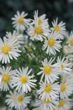 Buschige aster Aster dumosus 'Schneekissen' 5-10 Topf P9 Aster dumosus 'Schneekissen'