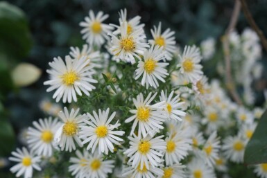 Buschige aster Aster dumosus 'Schneekissen' 5-10 Topf P9 Aster dumosus 'Schneekissen'