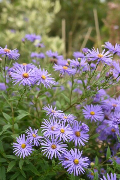 Sommeraster Aster thomsonii 5-10 Topf P9 Aster thomsonii