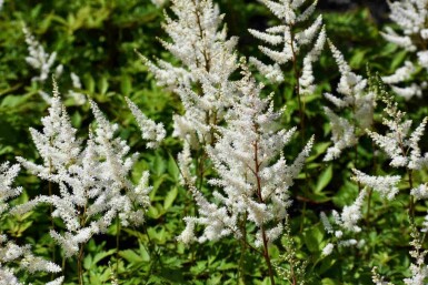 Prachtspiere Astilbe arendsii 'Brautschleier' 5-10 Topf P9 Astilbe arendsii 'Brautschleier'