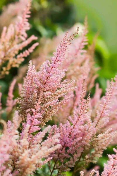 Prachtspiere Astilbe arendsii 'Erika' 5-10 Topf P9 Astilbe arendsii 'Erika'