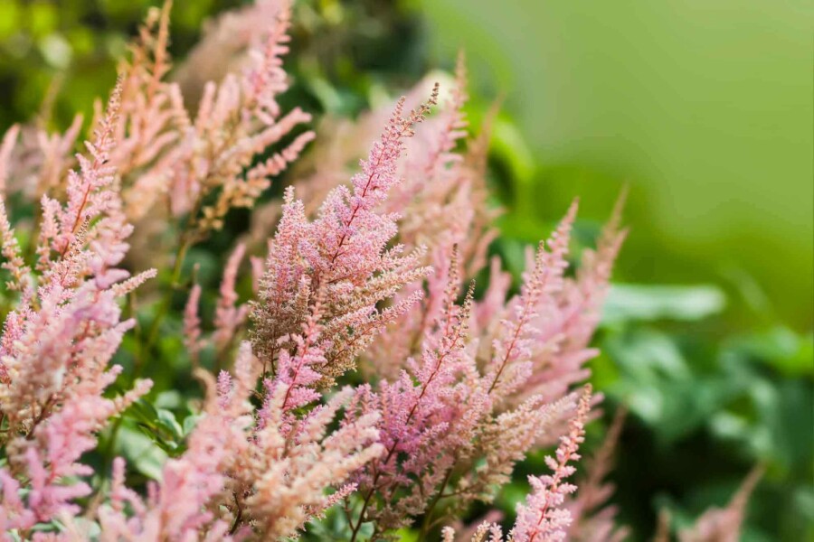 Prachtspiere Astilbe arendsii 'Erika' 5-10 Topf P9 Astilbe arendsii 'Erika'
