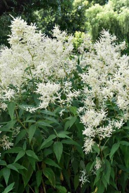 Prachtspiere Astilbe japonica 'Deutschland' 5-10 Topf P9 Astilbe japonica 'Deutschland'
