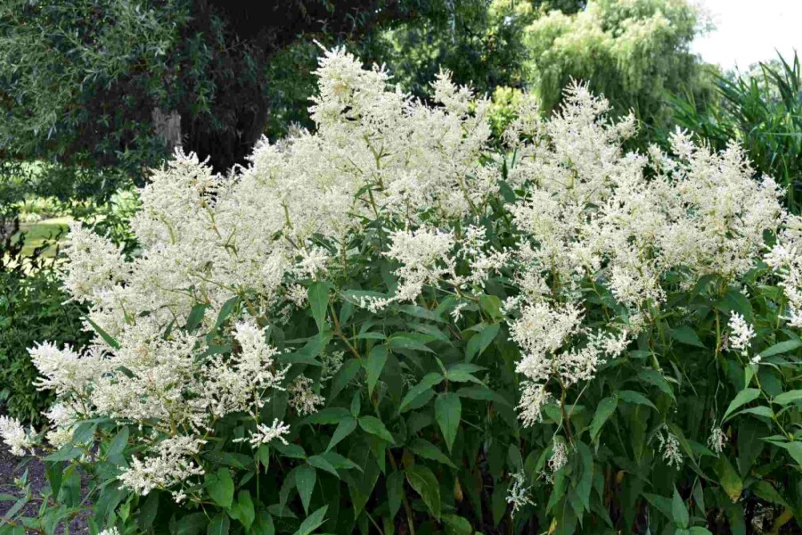 Prachtspiere Astilbe japonica 'Deutschland' 5-10 Topf P9 Astilbe japonica 'Deutschland'