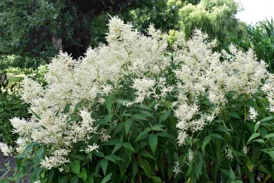 Prachtspiere Astilbe japonica 'Deutschland' 5-10 Topf P9 Astilbe japonica 'Deutschland'