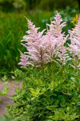 Prachtspiere Astilbe japonica 'Europa' 5-10 Topf P9 Astilbe japonica 'Europa'