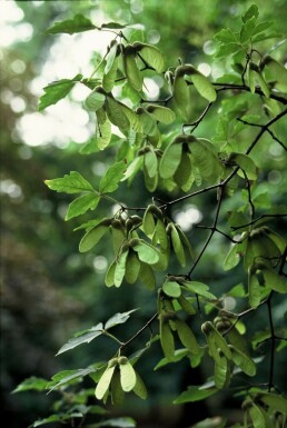 Acer griseum C7,5 80-100