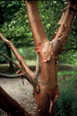 Acer griseum C7,5 80-100