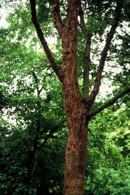 Acer griseum C7,5 80-100