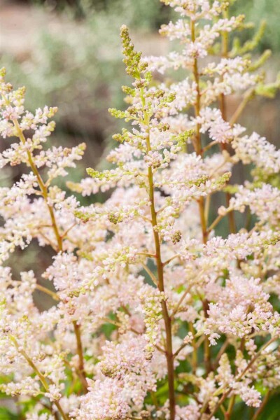 Prachtspiere Astilbe japonica 'Peach Blossom' 5-10 Topf P9 Astilbe japonica 'Peach Blossom'