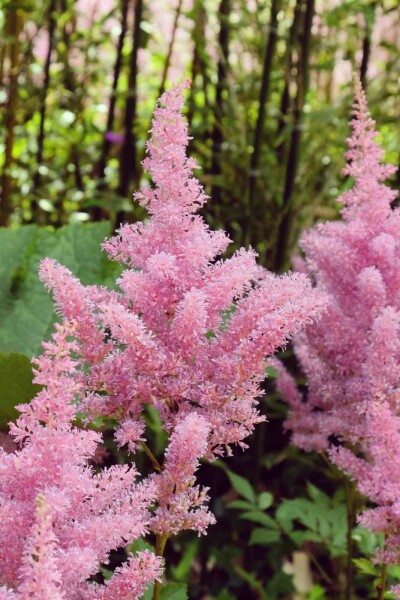 Prachtspiere Astilbe japonica 'Rheinland' 5-10 Topf P9 Astilbe japonica 'Rheinland'