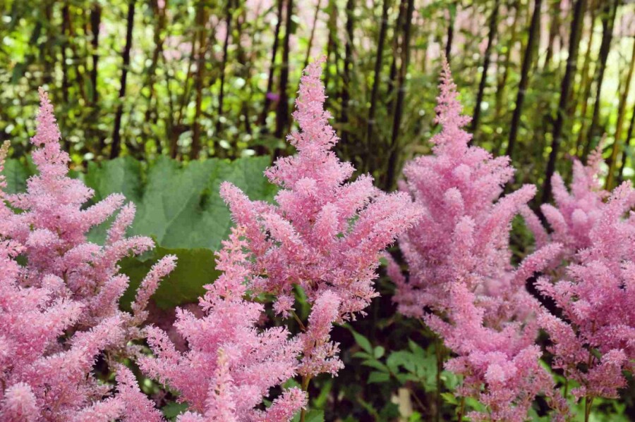 Prachtspiere Astilbe japonica 'Rheinland' 5-10 Topf P9 Astilbe japonica 'Rheinland'