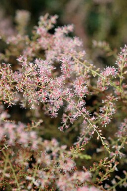 Prachtspiere Astilbe simplicifolia 'Sprite' 5-10 Topf P9 Astilbe simplicifolia 'Sprite'