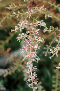 Prachtspiere Astilbe simplicifolia 'Sprite' 5-10 Topf P9 Astilbe simplicifolia 'Sprite'