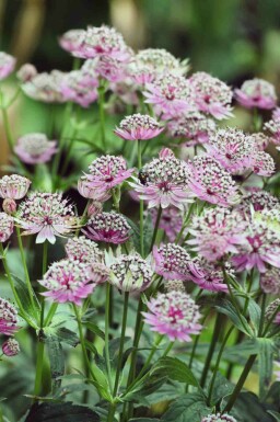 Sterndolde Astrantia major 'Buckland' 5-10 Topf P9 Astrantia major 'Buckland'