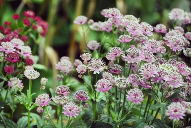Sterndolde Astrantia major 'Buckland' 5-10 Topf P9 Astrantia major 'Buckland'