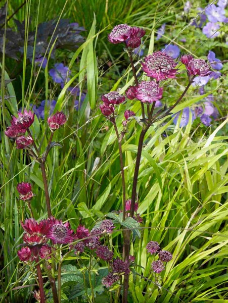 Sterndolde Astrantia major 'Claret' 5-10 Topf P9 Astrantia major 'Claret'