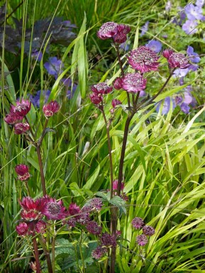 Sterndolde Astrantia major 'Claret' 5-10 Topf P9 Astrantia major 'Claret'