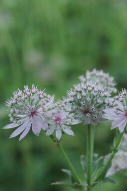 Große sterndolde Astrantia major 'Florence' 5-10 Topf P9 Astrantia major 'Florence'