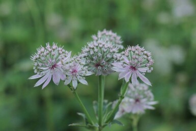Große sterndolde Astrantia major 'Florence' 5-10 Topf P9 Astrantia major 'Florence'