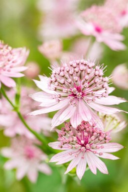 Sterndolde Astrantia major 'Roma' 5-10 Topf P9 Astrantia major 'Roma'