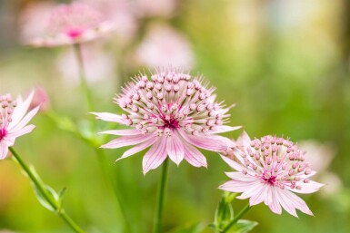 Sterndolde Astrantia major 'Roma' 5-10 Topf P9 Astrantia major 'Roma'