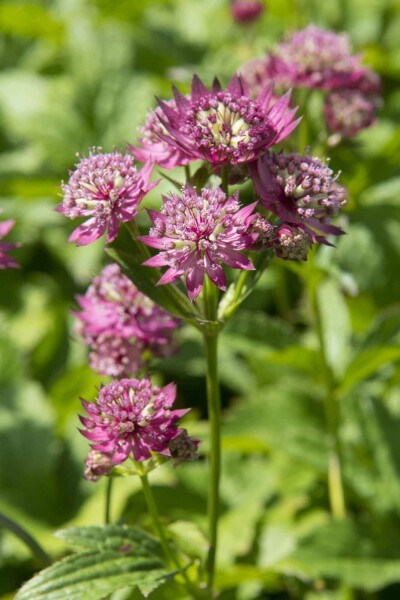 Große sterndolde Astrantia major 'Rubra' 5-10 Topf P9 Astrantia major 'Rubra'