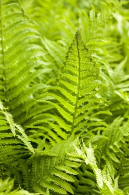 Frauenfarn Athyrium filix-femina 5-10 Topf P9 Athyrium filix-femina