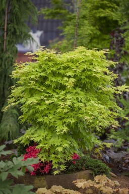 Japanischer Ahorn Acer palmatum Topf Acer palmatum