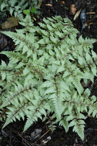 Japanischer regenbogenfarn Athyrium niponicum 'Pictum' 5-10 Topf P9 Athyrium niponicum 'Pictum'