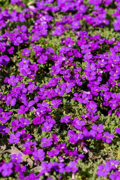 Blaukissen Aubrieta 'Hamburger Stadtpark' 5-10 Topf P9 Aubrieta 'Hamburger Stadtpark'
