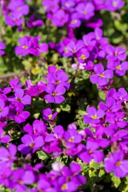 Blaukissen Aubrieta 'Hamburger Stadtpark' 5-10 Topf P9 Aubrieta 'Hamburger Stadtpark'