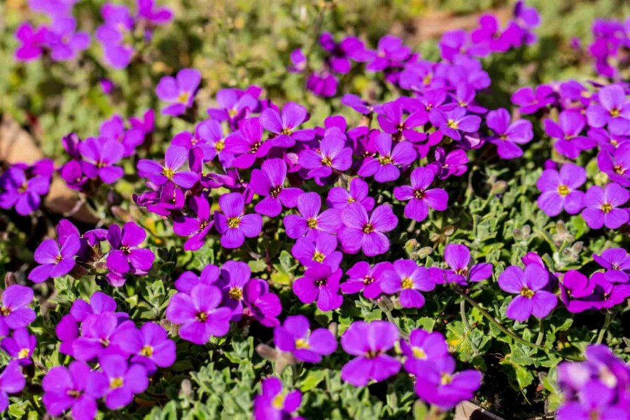 Blaukissen Aubrieta 'Hamburger Stadtpark' 5-10 Topf P9 Aubrieta 'Hamburger Stadtpark'