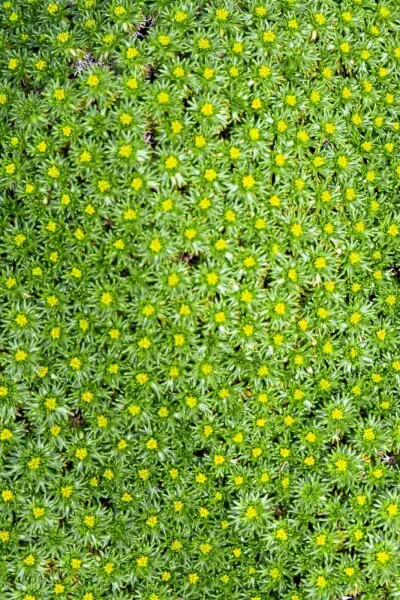 Kissenpflanze Azorella trifurcata 5-10 Topf P9 Azorella trifurcata