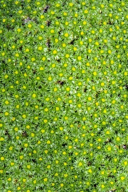 Kissenpflanze Azorella trifurcata 5-10 Topf P9 Azorella trifurcata