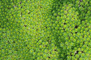 Kissenpflanze Azorella trifurcata 5-10 Topf P9 Azorella trifurcata