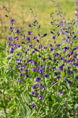 Indigolupine Baptisia australis 5-10 Topf P9 Baptisia australis
