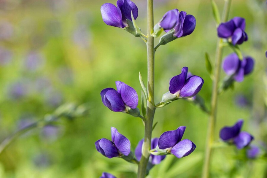 Indigolupine Baptisia australis 5-10 Topf P9 Baptisia australis