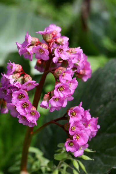 Bergenie Bergenia cordifolia 'Purpurea' 5-10 Topf P9 Bergenia cordifolia 'Purpurea'