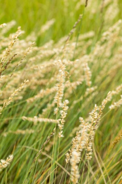 Moskitogras Bouteloua gracilis 5-10 Topf P9 Bouteloua gracilis