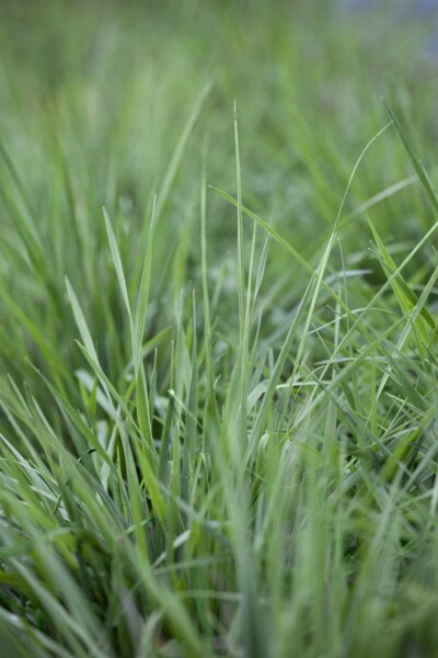 Zittergras Briza media 5-10 Topf P9 Briza media