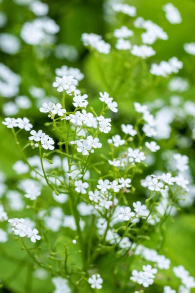Kaukasusvergissmeinnicht Brunnera macrophylla 'Betty Bowring' 5-10 Topf P9 Brunnera macrophylla 'Betty Bowring'