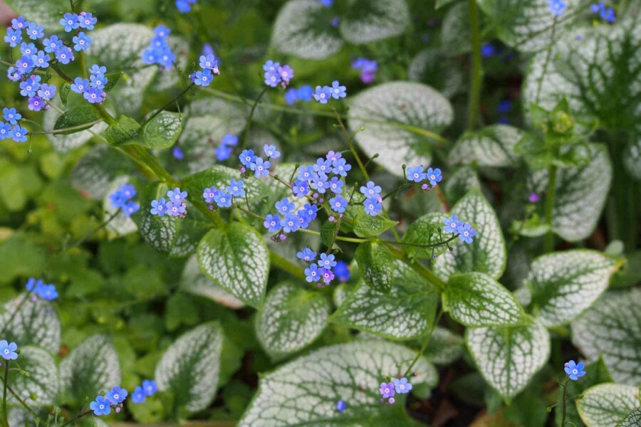 Großblättriges kaukasusvergissmeinnicht Brunnera macrophylla 'Sea Heart' 5-10 Topf P9 Brunnera macrophylla 'Sea Heart'