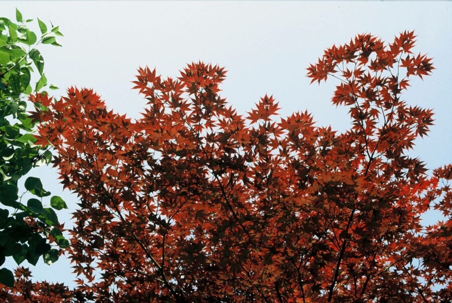 Japanischer Ahorn Acer palmatum 'Atropurpureum' strauch 40-60 C4 Acer palmatum 'Atropurpureum' Strauch 40-60 cm