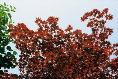 Japanischer Ahorn Acer palmatum 'Atropurpureum' strauch 40-60 C4 Acer palmatum 'Atropurpureum' Strauch 40-60 cm