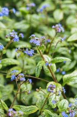 Silberherz kaukasusvergissmeinnicht Brunnera macrophylla 'Silver Heart' 5-10 Topf P9 Brunnera macrophylla 'Silver Heart'