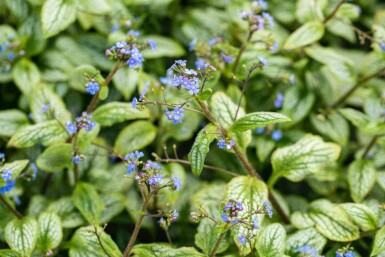 Silberherz kaukasusvergissmeinnicht Brunnera macrophylla 'Silver Heart' 5-10 Topf P9 Brunnera macrophylla 'Silver Heart'