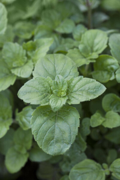 Großblütige bergminze Calamintha grandiflora 5-10 Topf P9 Calamintha grandiflora