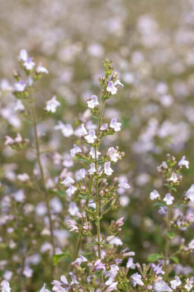 Bergminze Calamintha nepeta 'Blue Cloud' 5-10 Topf P9 Calamintha nepeta 'Blue Cloud'